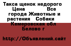 Такса щенок недорого › Цена ­ 15 000 - Все города Животные и растения » Собаки   . Кемеровская обл.,Белово г.